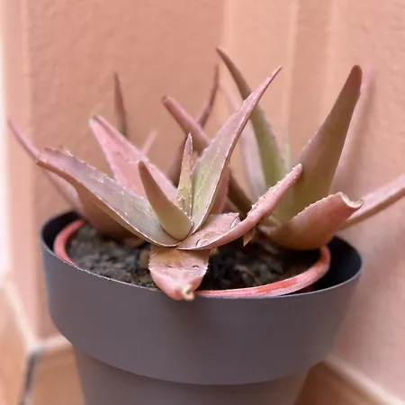 Appartamento Aloe Corralejo